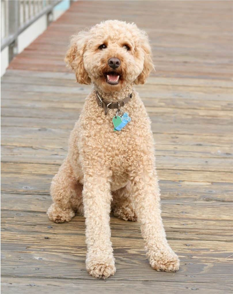 Curly haired Labradoodle sitting