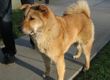 Labrador Chow Mix also known as Chowbrador, Labrachow or Chow Lab Mix. 