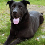 black-german-sheprador_2