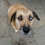 labrador husky mix