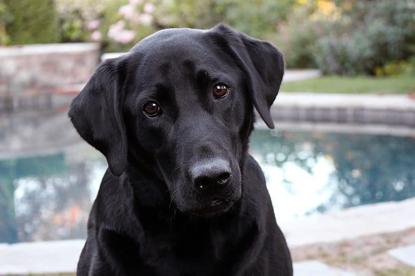 Labrador Retriever close up