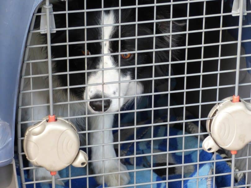 Dog looking out of extra large crate