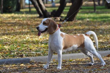 Lemon Beagle