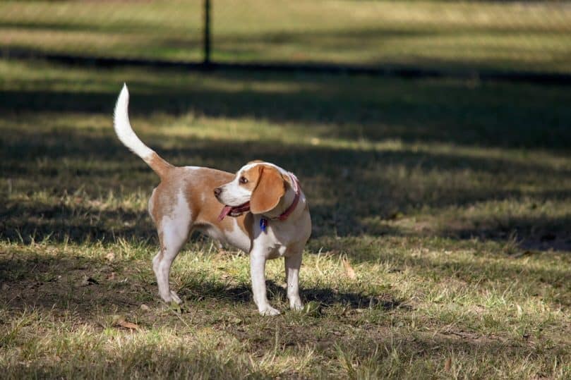 lemon beagle looking for owner