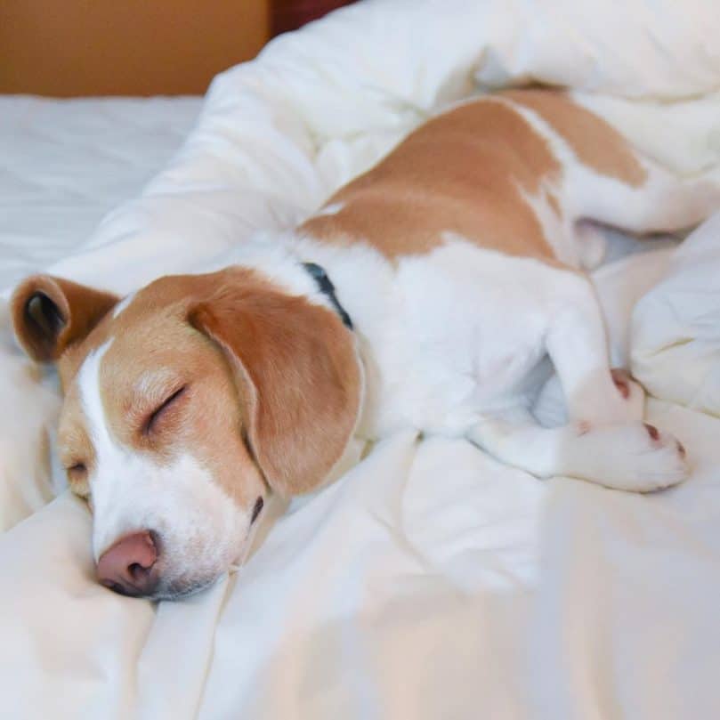 lemon beagle lying on a white quilt asleep