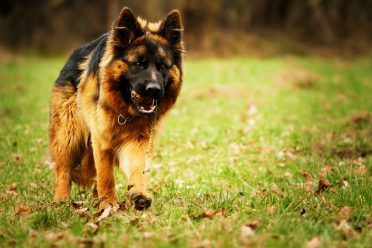 long haired german shepherd dog running