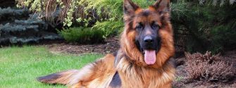 Gorgeous adult long-haired german shepherd laying in grass