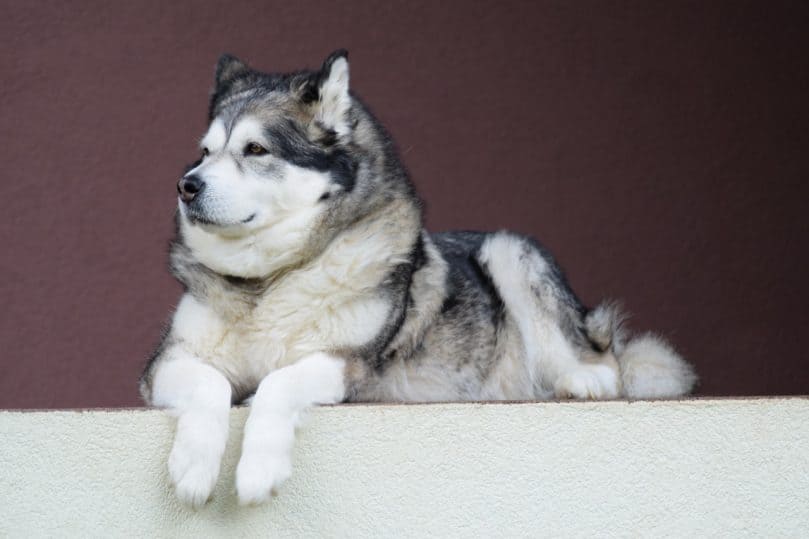 Big Malamute laying down