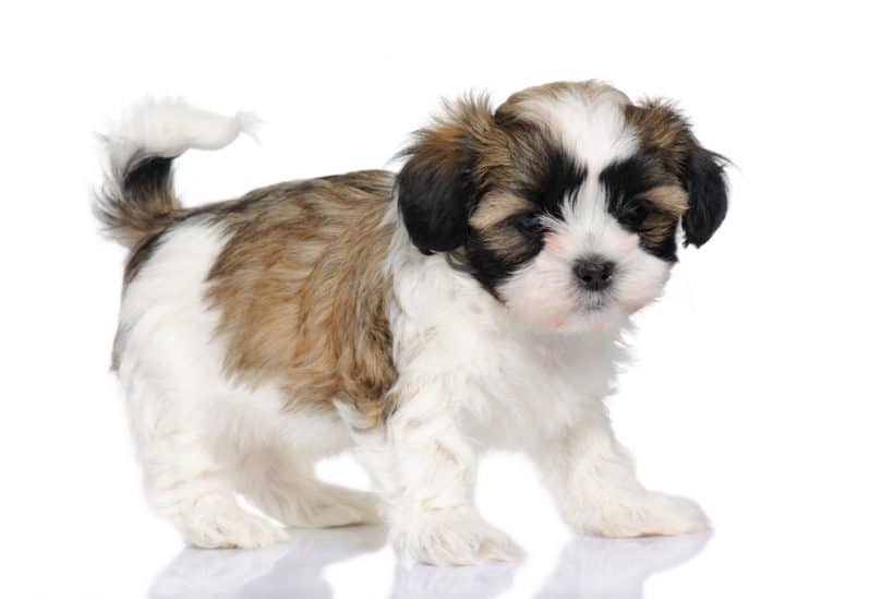 puppy mixed-Breed Dog between Shih Tzu and maltese dog (7 weeks) in front of a white background