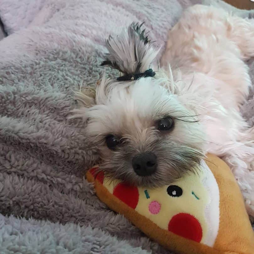 Maltese Shih Tzu with chew toy in bed