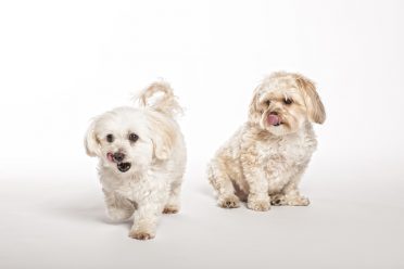 Maltipoo And Morkie Puppies On White Background