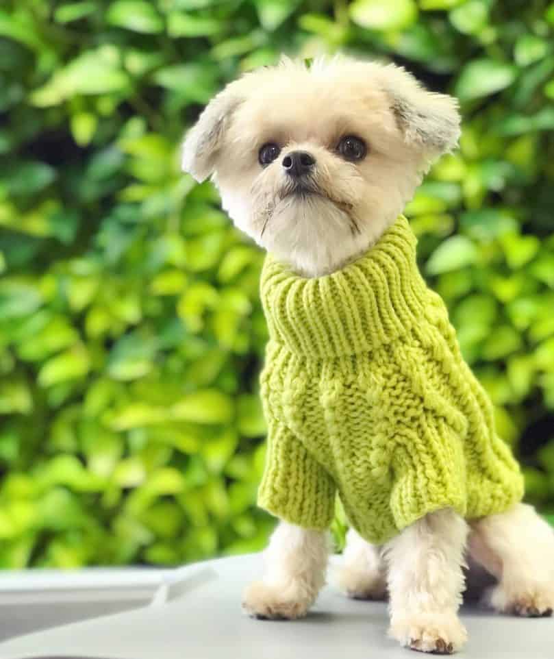 White Miki in green sweater