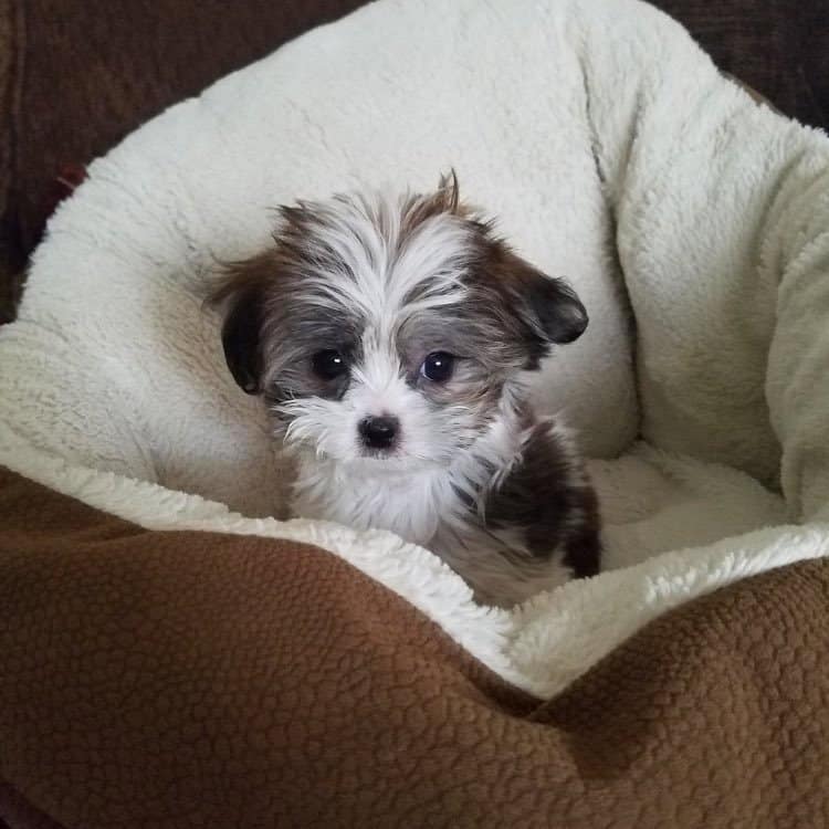 Gray and White Miki Puppy