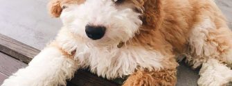 Fawn and white mini Bernedoodle relaxing at home