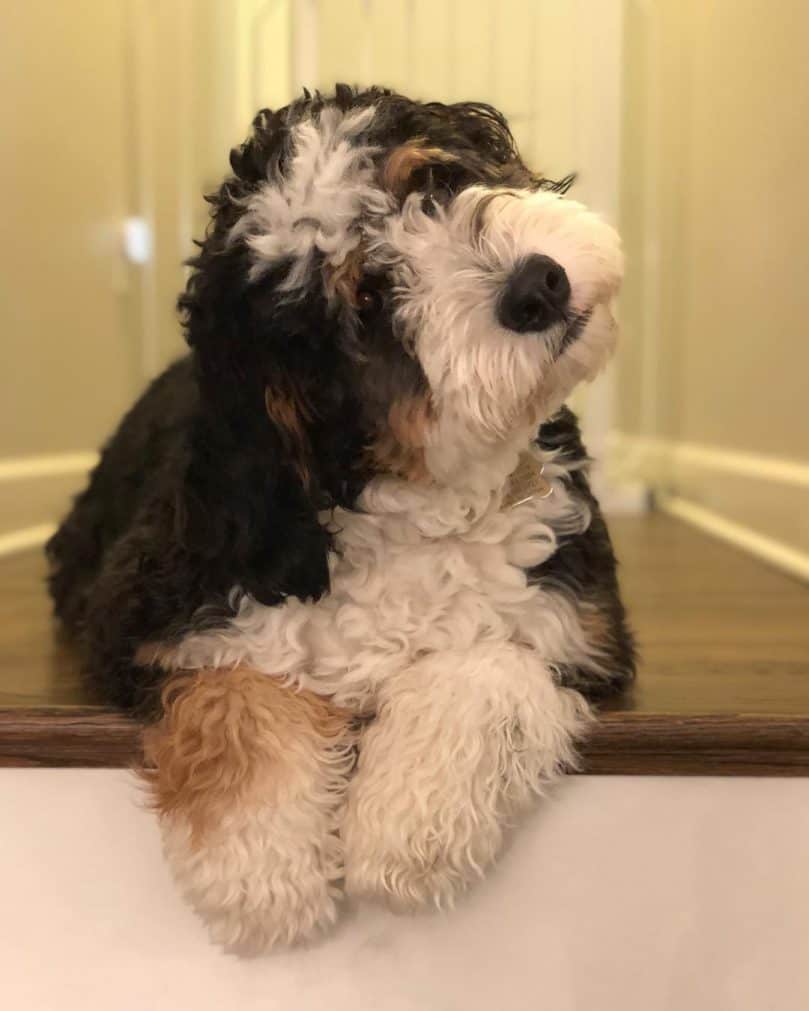 Mini Bernedoodle relaxing on the stairs at home