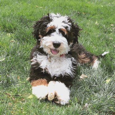 Mini Bernedoodle