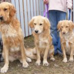 miniature golden retriever