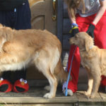 miniature golden retriever