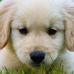 miniature golden retriever