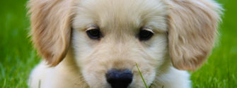 miniature golden retriever