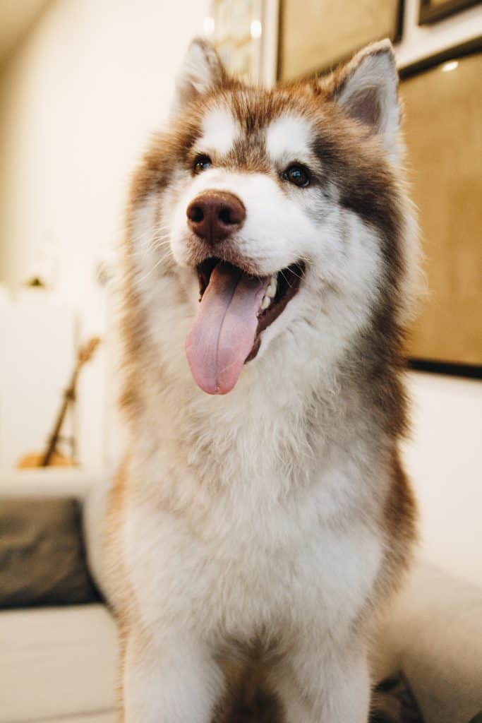 Mini Husky smiling