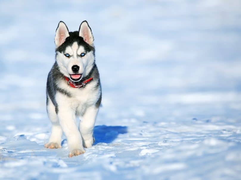 Miniature Husky in the snow