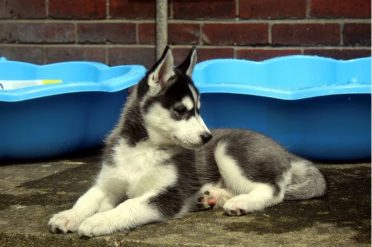 Miniature Husky