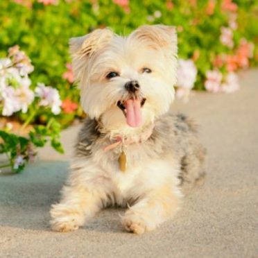 Morkie also known as Maltese Yorkie Mix or Morkshire Terrier