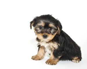 Morkie puppy that looks like he is sorry or sad about something, on a whiye background.