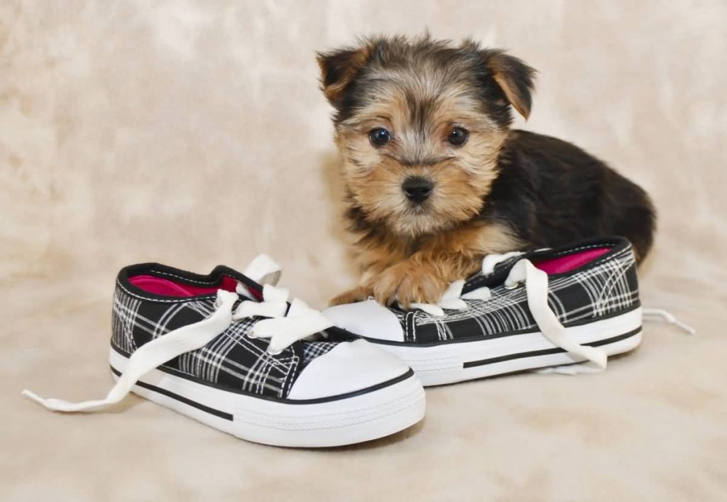 Sweet Little Morkie Puppy