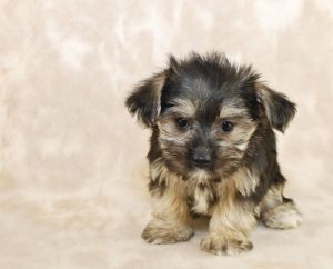 Little puppy that looks like she is saying "I'm sorry" for something with copy space.