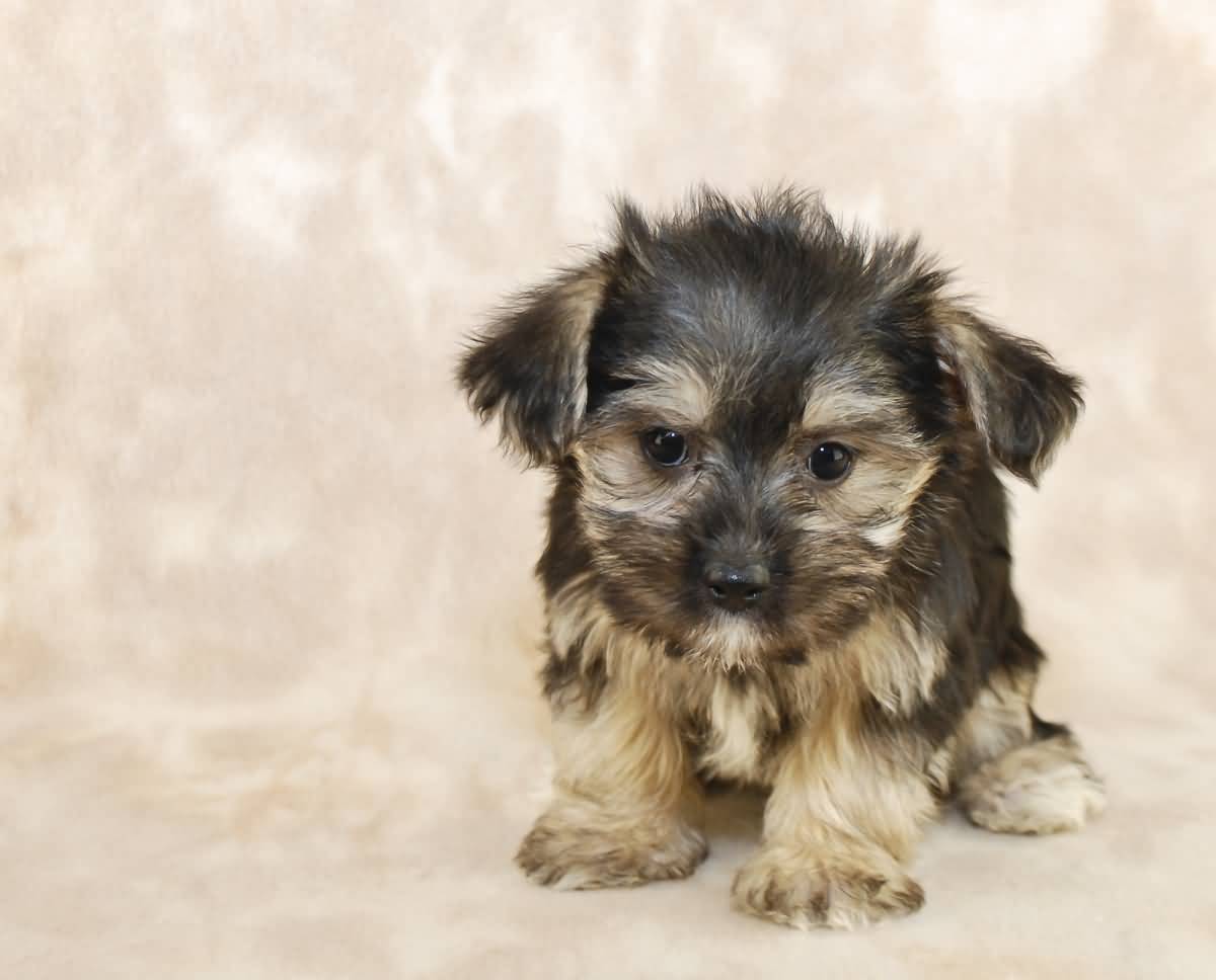 Little puppy that looks like she is saying "I'm sorry" for something with copy space.