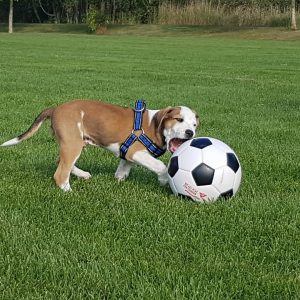 Mountain-Cur-Puppy