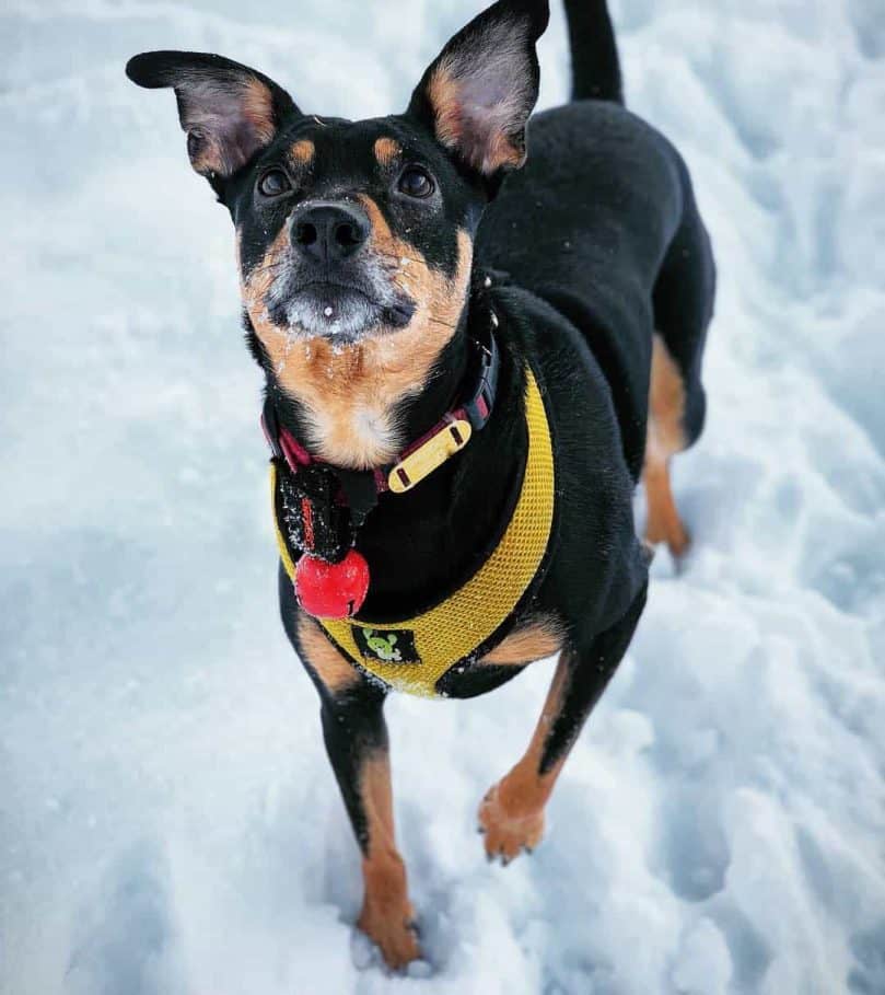 Mountain Feist in the snow