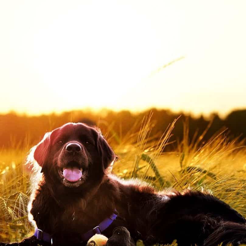 Newfoundland Labrador Mix laying in the grass