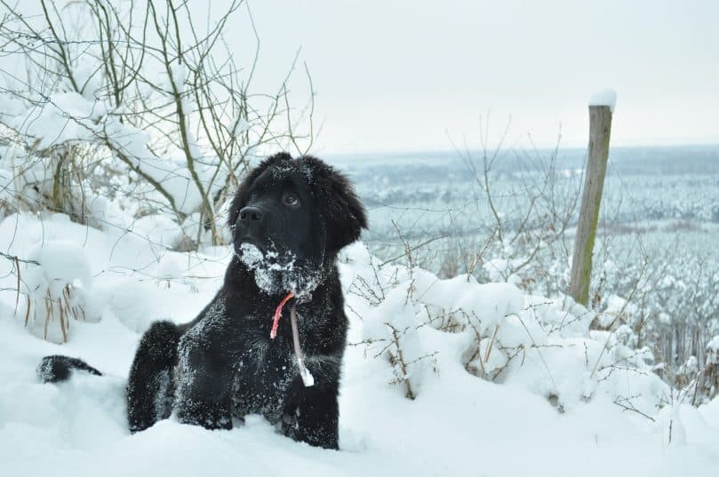 Black Newfoundland sitting in the snow