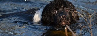 Young Newf swimming