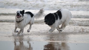 Newfoundlands playing at the beach