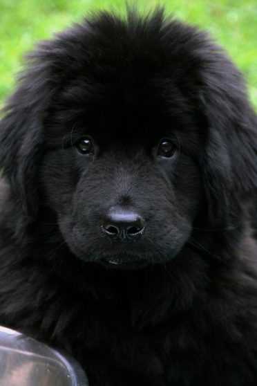 black Newfoundland puppy