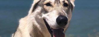 Facial Picture of Northern Inuit Dog