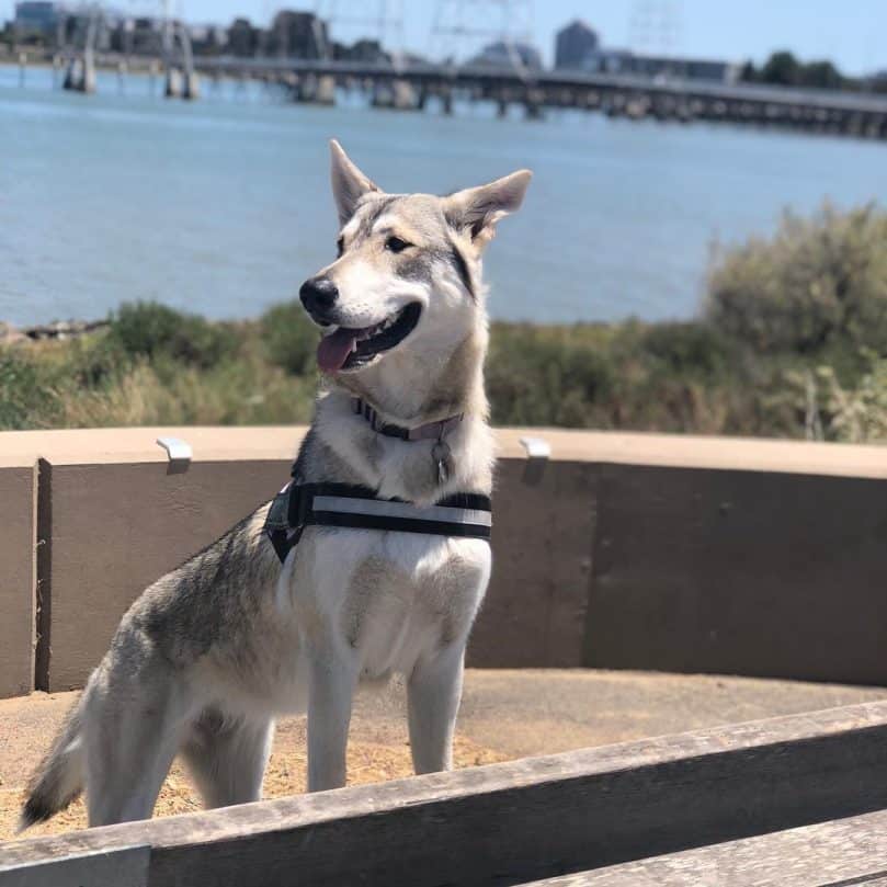 Profile of a Northern Inuit Dog Outdoors