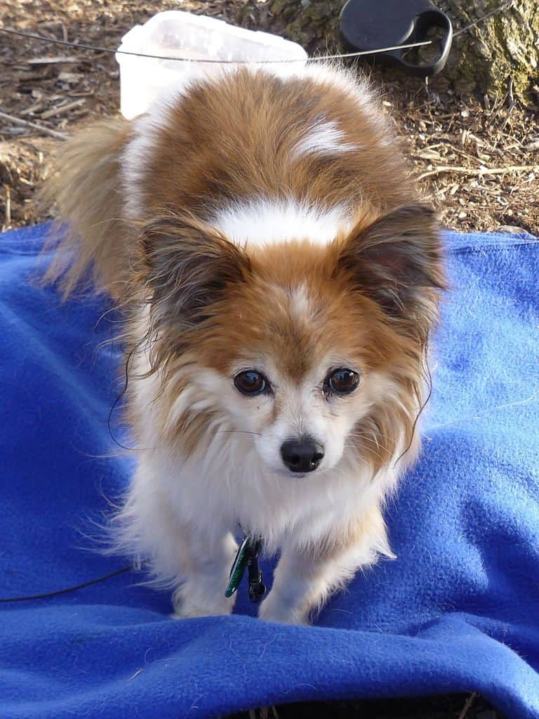 Papillon Chihuahua Mix standing on a blanket