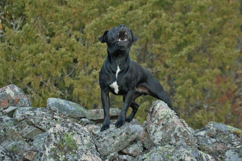 patterdale terrier barking