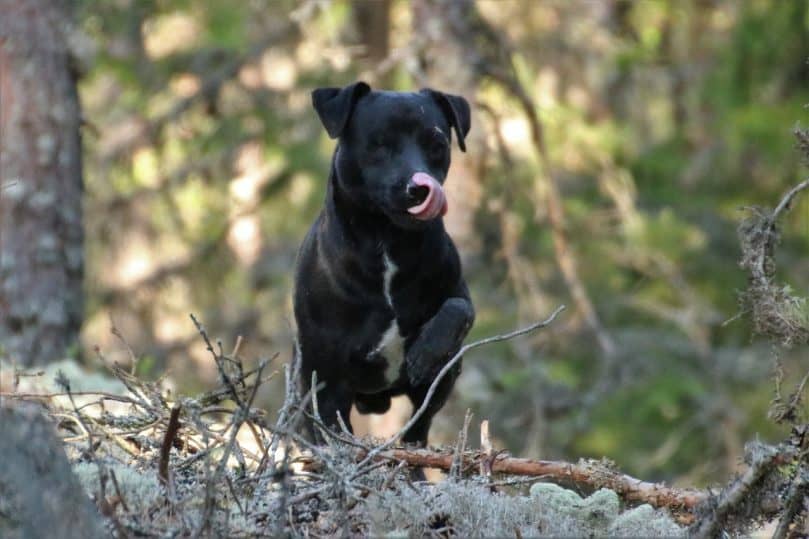 patterdale terrier in forrest