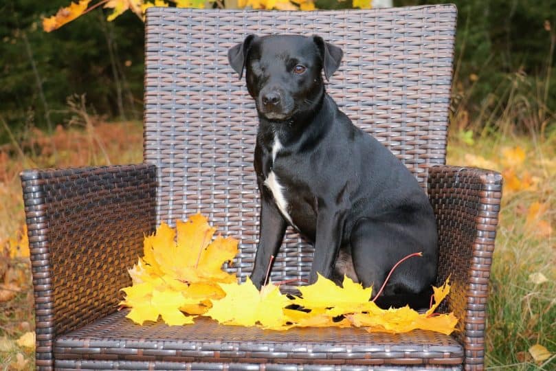 patterdale terrier on chair