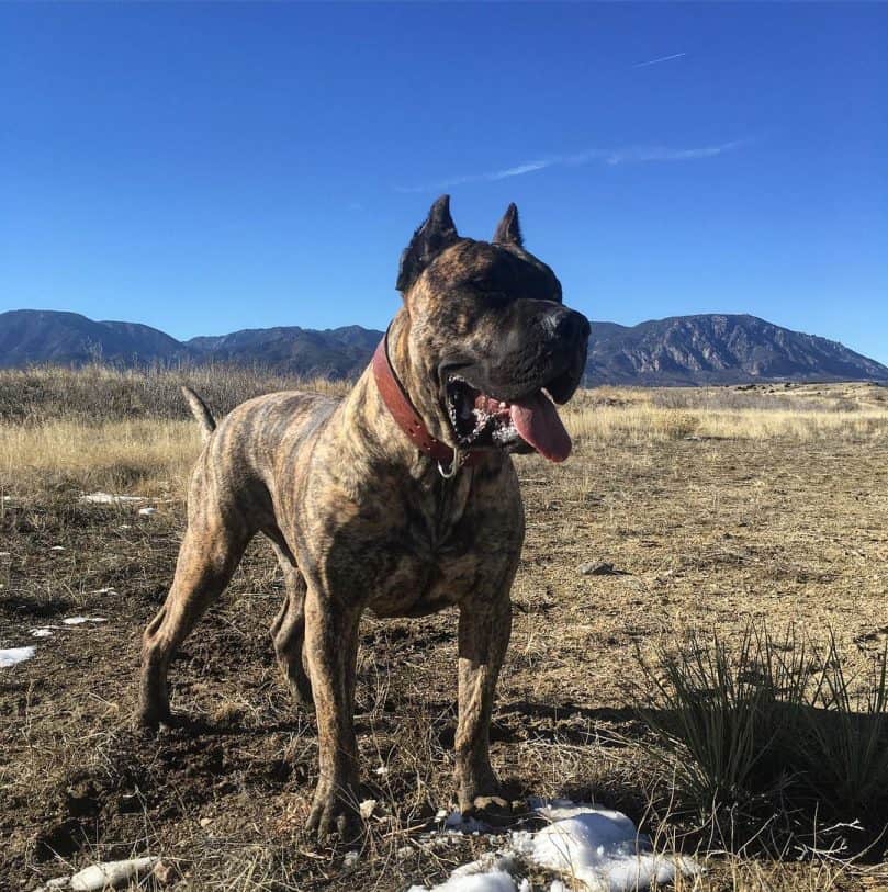 Perro de Presa Canario in nature