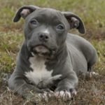 Pit Bull