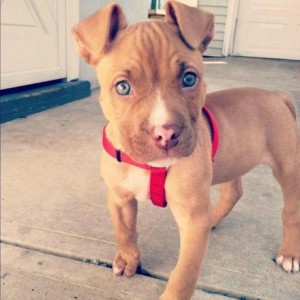 Pitbull Chihuahua Mix