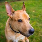 Pitbull and lab mix is working on its training skill outdoors in the backyard on a nice day.