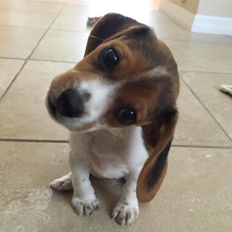 Pocket Beagle puppy